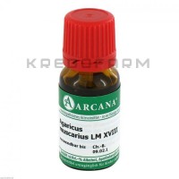 Агарикус Мускариус ● Agaricus Muscarius