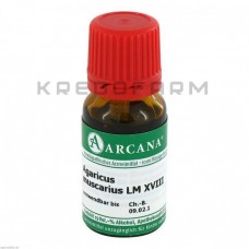 Агарикус Мускаріус ● Agaricus Muscarius