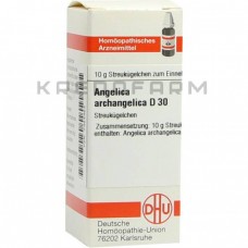 Ангеліка Архангеліка ● Angelica Archangelica