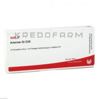 Артерия ● Arteriae