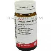 Бамбуса ● Bambusa