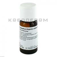 Бріофіллум Аргенто ● Bryophyllum Argento