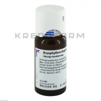 Бріофіллум Аргенто ● Bryophyllum Argento