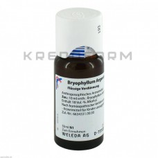 Бріофіллум Аргенто ● Bryophyllum Argento