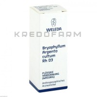 Бріофіллум Аргенто ● Bryophyllum Argento