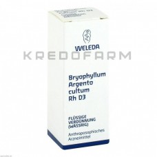 Бріофіллум Аргенто ● Bryophyllum Argento