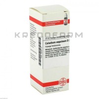 Каладиум ● Caladium