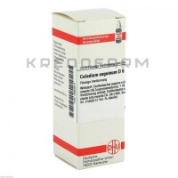 Каладиум ● Caladium