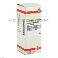 Каладиум ● Caladium