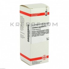 Каладіум ● Caladium