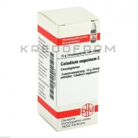 Каладиум ● Caladium