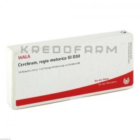 Церебрум Регио ● Cerebrum Regio