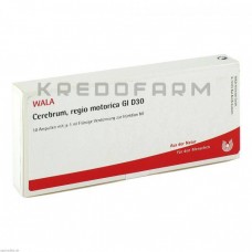 Церебрум Регіо ● Cerebrum Regio