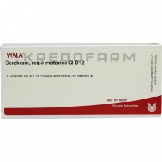 Церебрум Регіо ● Cerebrum Regio