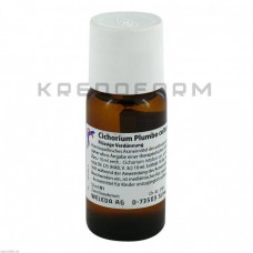 Цихоріум Плумбо ● Cichorium Plumbo