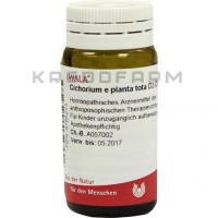 Цикориум ● Cichorium