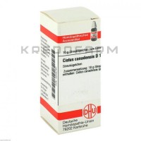 Цистус Канаденсіс ● Cistus Canadensis