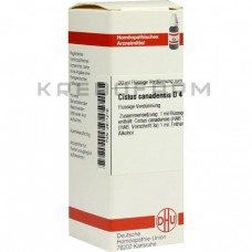 Цистус Канаденсіс ● Cistus Canadensis