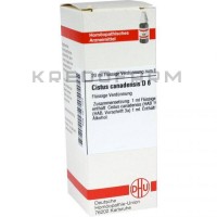 Цистус Канаденсіс ● Cistus Canadensis