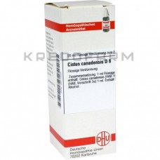 Цистус Канаденсіс ● Cistus Canadensis