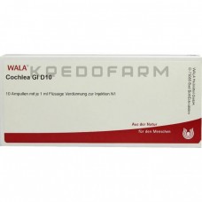 Кохлеа ● Cochlea