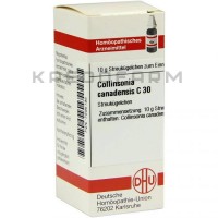 Коллинсония Канаденсис ● Collinsonia Canadensis