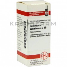 Коллінсонія Канаденсис ● Collinsonia Canadensis