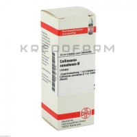 Коллинсония Канаденсис ● Collinsonia Canadensis