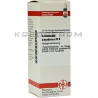 Коллинсония Канаденсис ● Collinsonia Canadensis