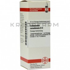 Коллінсонія Канаденсис ● Collinsonia Canadensis