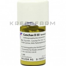 Конхе ● Conchae