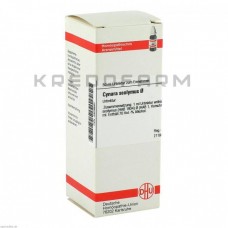 Цинара Сколімус ● Cynara Scolymus