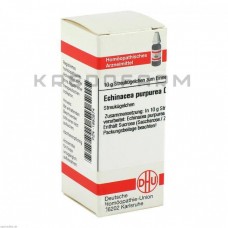 Ехінацея Пурпуреа ● Echinacea Purpurea