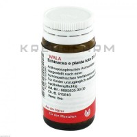 Эхинацея ● Echinacea