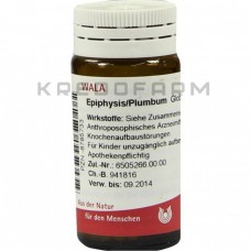 Епіфізис Плюмбум ● Epiphysis Plumbum