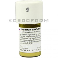 Эквизетум Кум ● Equisetum Cum