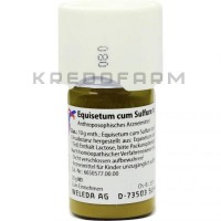 Эквизетум Кум ● Equisetum Cum