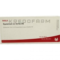 Эквизетум ● Equisetum