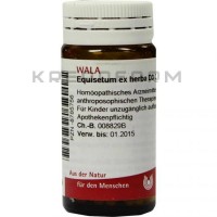 Эквизетум ● Equisetum