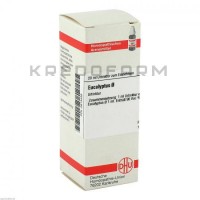 Эвкалиптус ● Eucalyptus