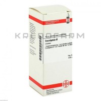 Эвкалиптус ● Eucalyptus