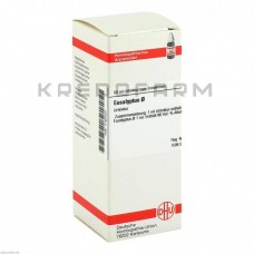 Евкаліптус ● Eucalyptus