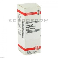 Евпаториум Перфолиатум ● Eupatorium Perfoliatum