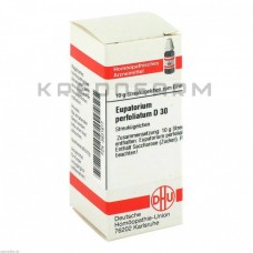 Євпаторіум Перфоліатум ● Eupatorium Perfoliatum