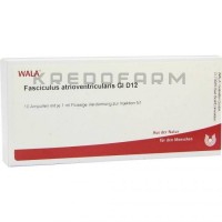 Фасцикулюс ● Fasciculus