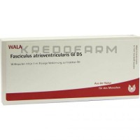 Фасцикулюс ● Fasciculus