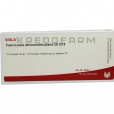 Фасцикулюс ● Fasciculus