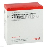 Гландула Супрареналис ● Glandula Suprarenalis