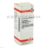 Гнафалиум Полицефалум ● Gnaphalium Polycephalum