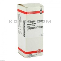 Хамамеліс ● Hamamelis